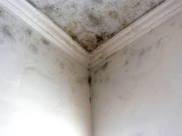 Why You Should Choose Our Mold Remediation Services in Cottonwood, ID